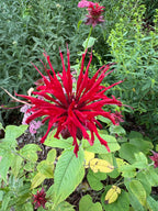 Green Heart Grrl Single Herbs