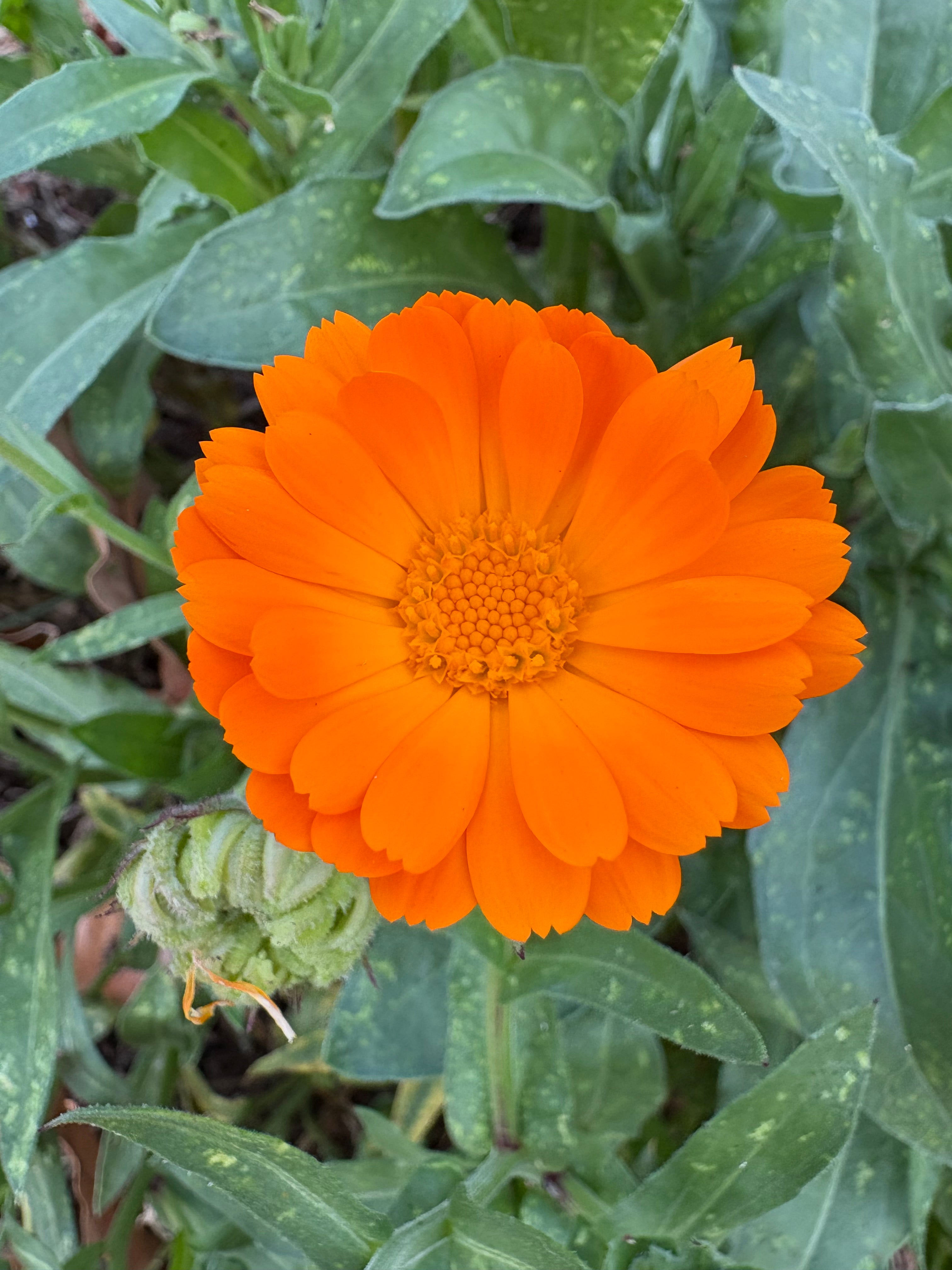 Green Heart Grrl Single Herbs